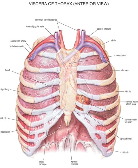 Insert contains images of a typical rib and the first rib. Human Anatomy Chest Cavity Anatomy Of Chest Bones Human ...