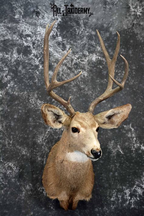 Mule Deer Taxidermy Shoulder Mount For Sale Sku 1155 All Taxidermy