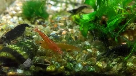 Neocaridina Shrimp Culling Tank YouTube