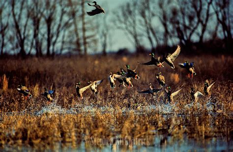 Guided Duck Hunting Colorado