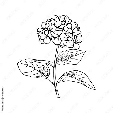 Hand Drawn Hydrangea Flower Drawing Line Artvector Illustration And