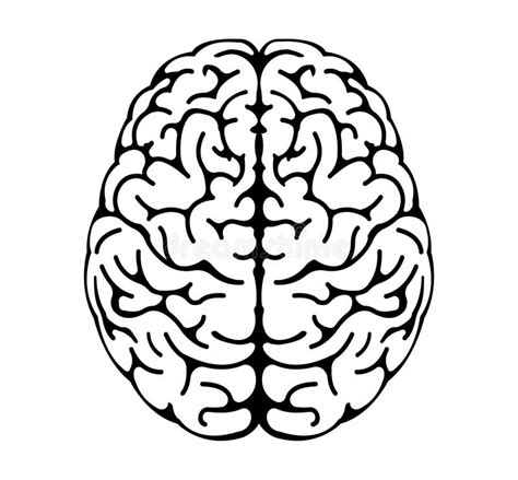 Vector Illustration Of Human Brain View From Above Stock Vector