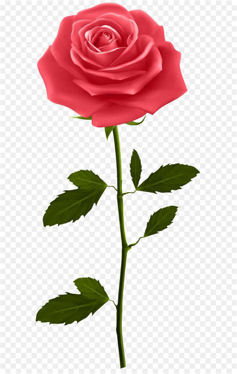 Rosa Flor Jardim De Rosas Png Transparente Gr Tis