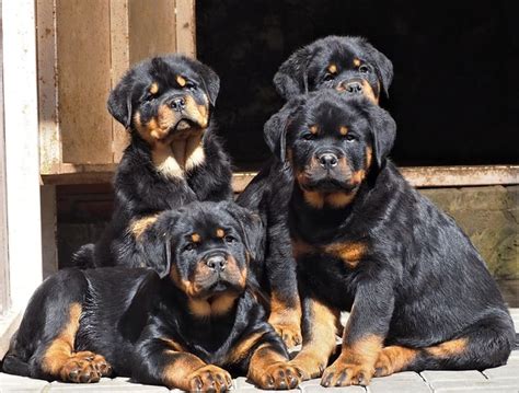 Rottweiler Puppy How To Choose Professionally Rottweiler Puppies