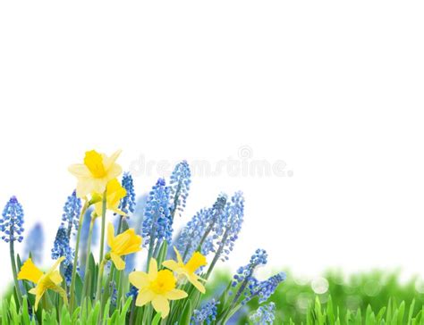 164 Bluebells Border Photos Free And Royalty Free Stock Photos From