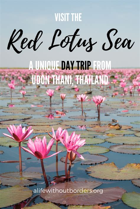 Everything You Need To Know About Visiting The Red Lotus Sea Udon