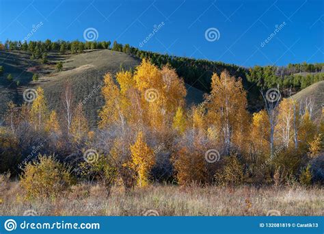 Yakutia Autumn Landscape With Birch Grove Trees And Mountains Stock