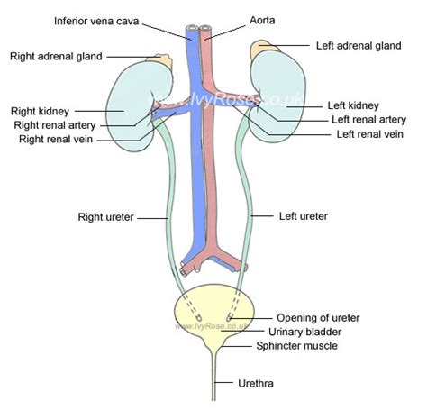 Human Body Urinary System Knowledge Ever
