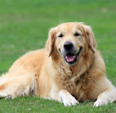 Golden Retrievers And Kids Everything You Need To Know Golden Hearts