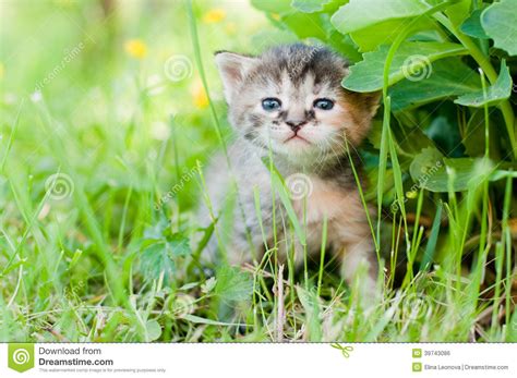 Small Kitten Sitting In The Grass Stock Photo Image Of Feline