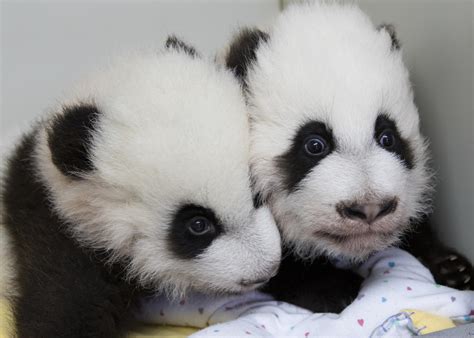 Zoo Atlanta Has Ceremony To Reveal Names Of Twin Panda Cubs Georgia