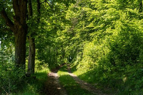 Footpath In The Forest Stock Image Image Of Summer 183885413