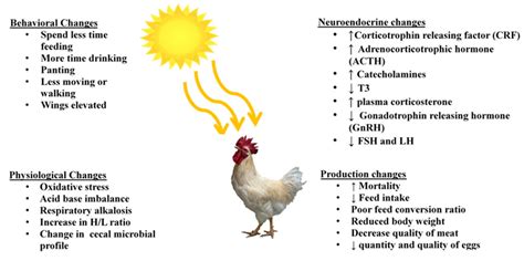 Animals Free Full Text Impact Of Heat Stress On Poultry Health And