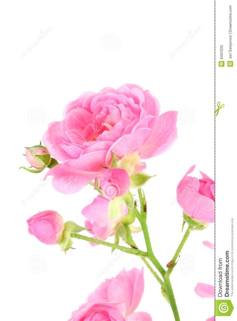 Pink Rose With Leaves Stock Image Image Of Petal Stalk 8491033