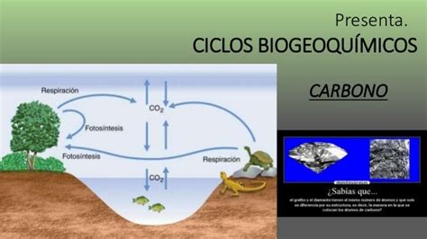 Ciclos Biogeoquímicos Carbono