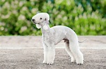 Bedlington Terrier: Temperamentvoller Rattenjäger | zooplus Magazin
