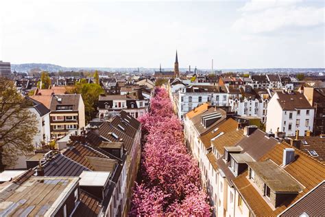 Bonn Cherry Blossom Avenue Chasing Our World