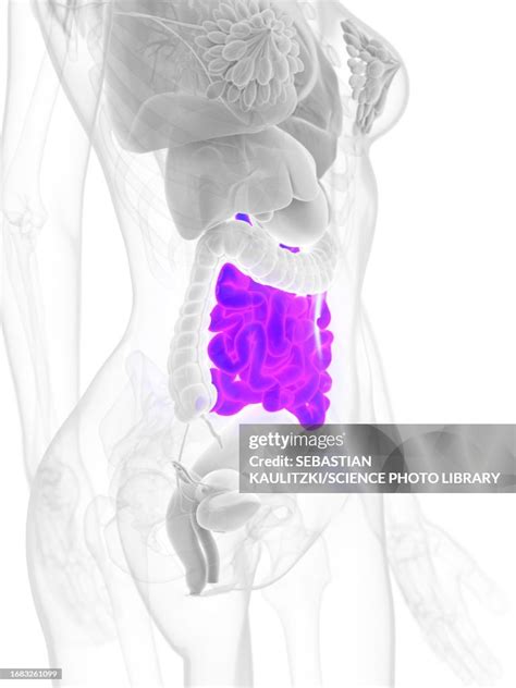 Female Small Intestine Illustration High Res Vector Graphic Getty Images