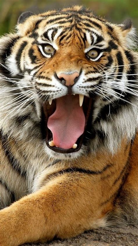 Ferocious Tiger 4k Wallpapers Free And Easy To Download