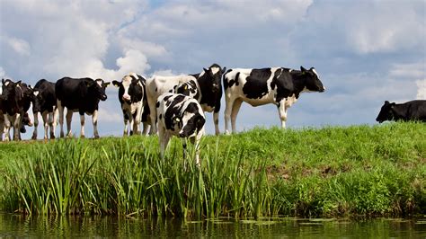 Free Images Dairy Cow Bovine Herd Pasture Grazing Grassland