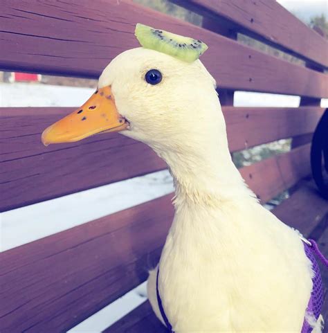 Cute Goose With A Kiwi On His Head Raww