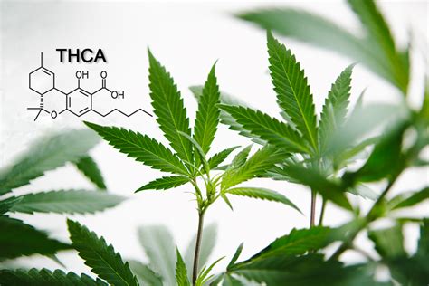 What Is Thca And What Are The Benefits Of This Cannabinoid Leafly