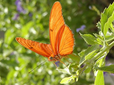 Ten Fun Butterfly Facts To Know And Tell