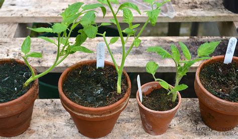 Growing Tomato Plants From Cuttings Is Easier Than Growing From Seed