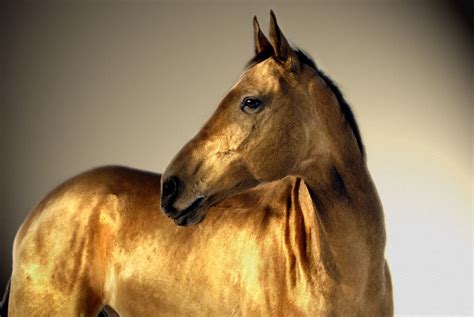 Portrait In Gold The Horses Of The Akhal Teke Breed Are Famous For The