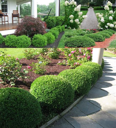 Low Growing Shrubs For Front Of House Garden Plantation