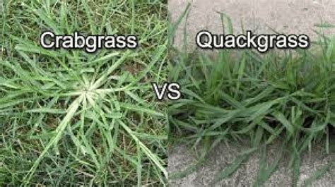Common Grassy Weeds Dr Green Lawn Care Services