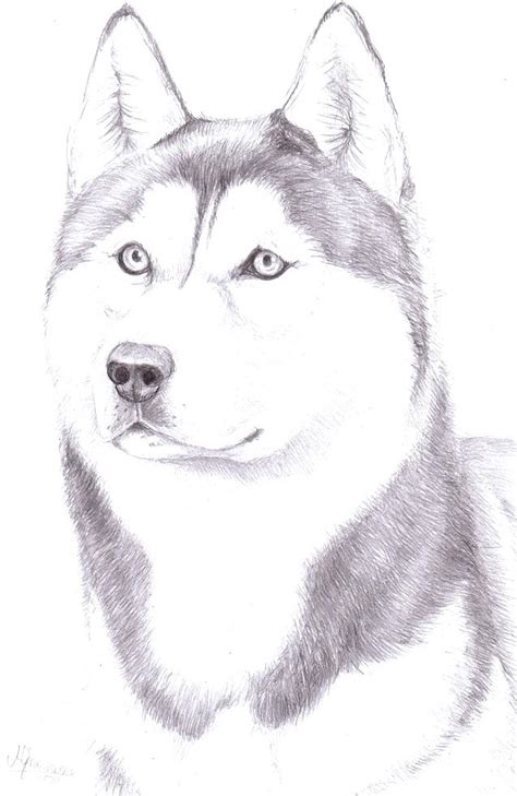 Droll Baby Siberian Husky Drawing Easy L2sanpiero