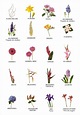 Imágenes de nombres de flores | Imágenes