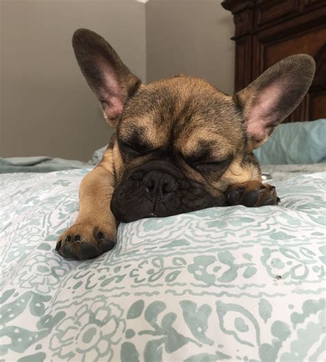George The French Bulldog Puppy Is Such A Sweetheart ️ Frenchie