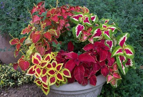 I Love To Plant Coleus In Large Containers On The Front Porch Great