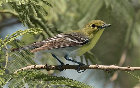 Yellow Throated Vireo San Diego Bird Spot