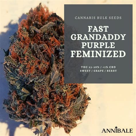 Fast Grandaddy Purple Feminized Cannabis Bulk Seeds