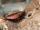 File:Female Madagascar hissing cockroach.JPG - Wikipedia