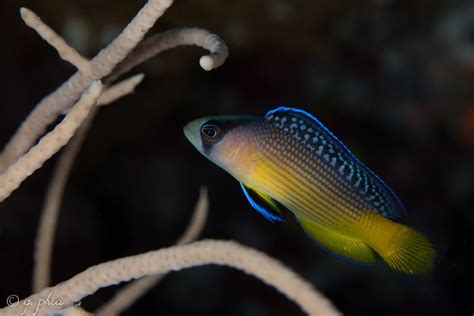 10 Of The Most Beautiful Dottyback Fish Pictures Laughtard
