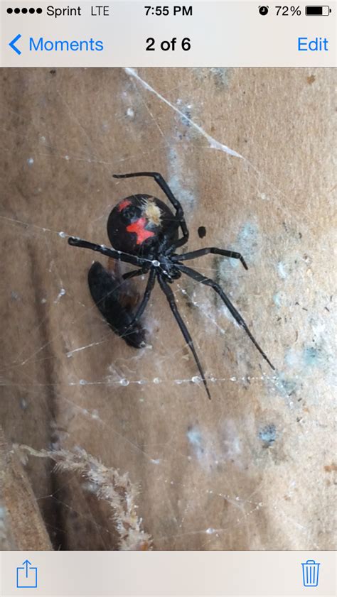 If you have been bitten by a black widow since the symptoms of a black widow spider bite can mimic many other conditions, having the actual spider that bit you can make it easier for the. 4 Ways to Identify a Black Widow Spider - wikiHow