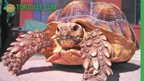 Sulcata Tortoise With Metabolic Bone Disease Youtube