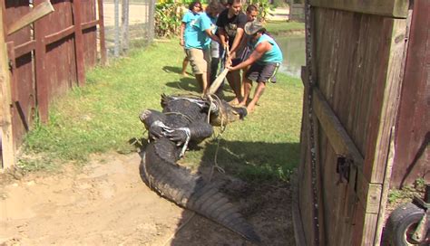 Record Breaking Gator Caught In Liberty County