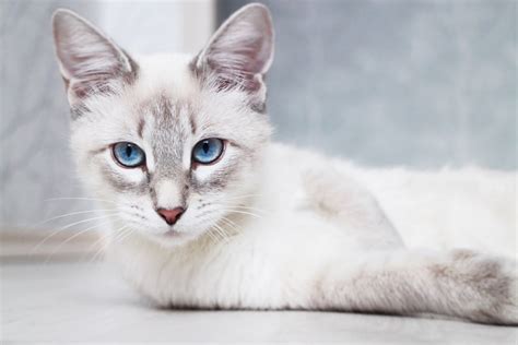 10 Fascinating Siamese Cat Facts — Everything You Need To Know Pet