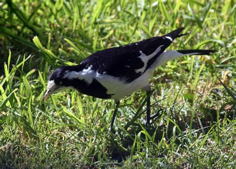 Australian Native Birds Australian Magpie Facts And Myths Do Magpies