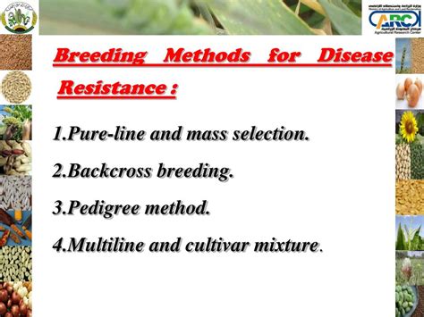 ppt breeding for disease resistance dr moustafa azab field crops research institute