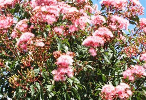 Corymbia Ficifolia Summer Beauty Wholesale Nursery Nurseries In