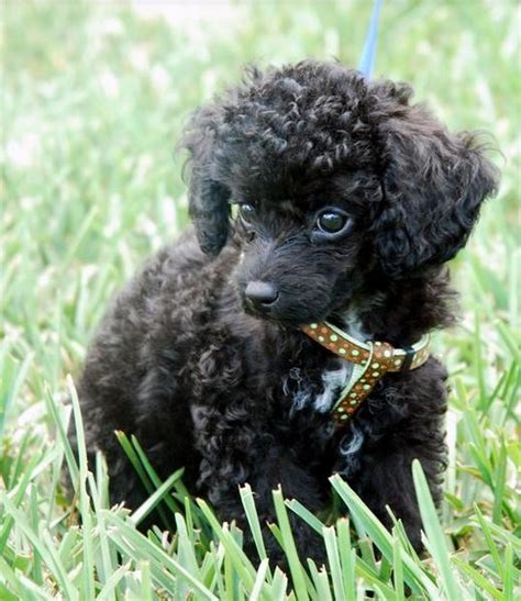 Curly Hair Dogs Picture Of Black Toy Poodle Puppy Standing On The Grass