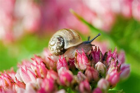 Walking On Pink Tiny Snail In Our Garden Have A Happy Wed Rosina