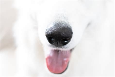 White Dog Nose · Free Stock Photo