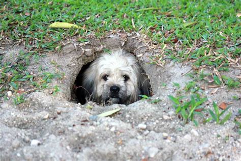 Why Do Dogs Dig Holes And Lay In Them